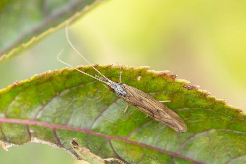 Réf. 273 446 : Odontocerum albicorne